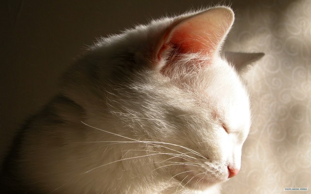 Котовторник с Кузей