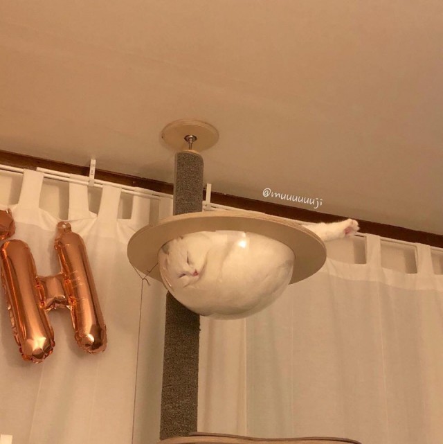 Прикольных котов пост