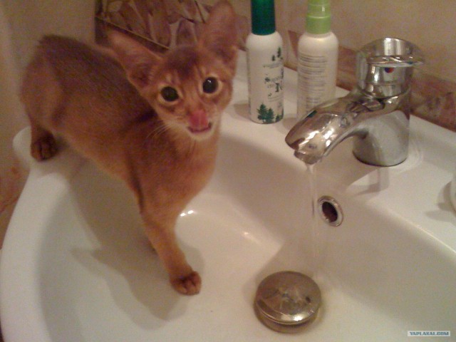 Котовторник (15.05.2012)