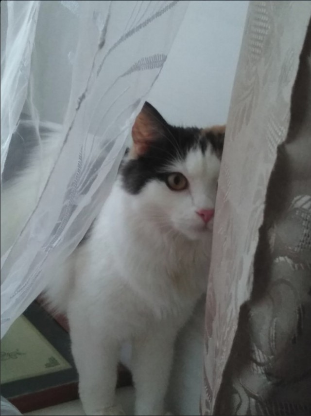 Забавные фото котеек