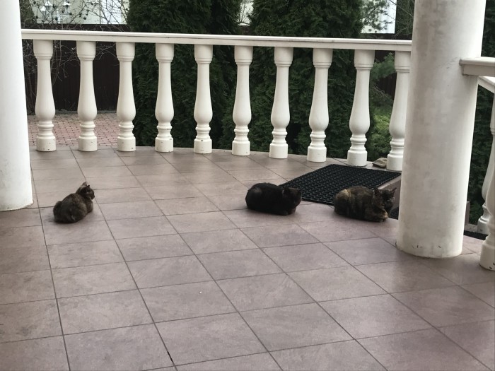 Мусичка