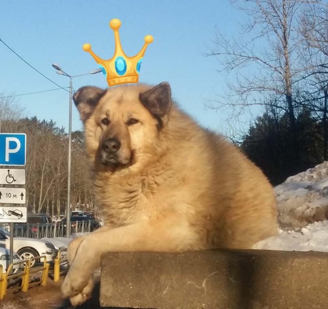 Бездомный пёс Кефир из Соснового Бора стал лучшей собакой России