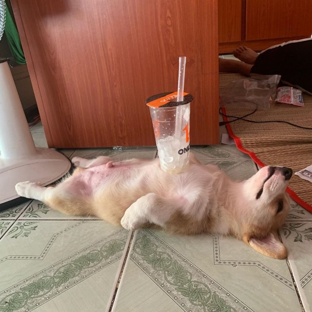 Забавные животные