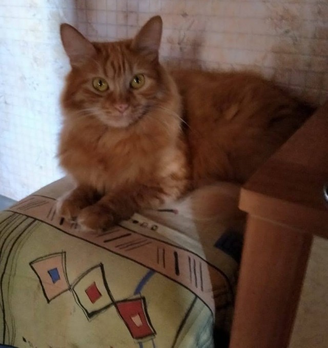Котовторник 20.10.20
