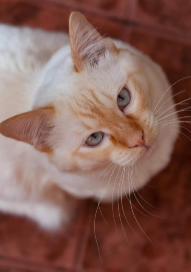 К - Котогеничность