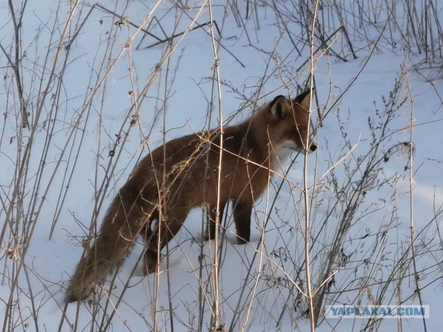 "Да что эта рыжая себе позволяет.."