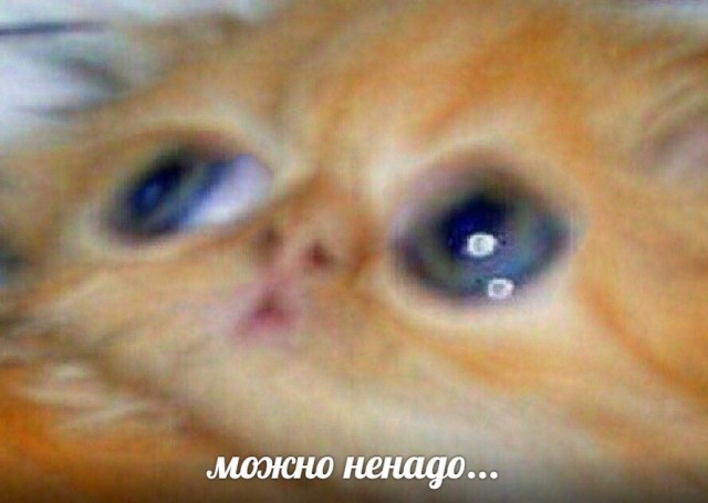 Пельмень Лолиты (авторское расследование)