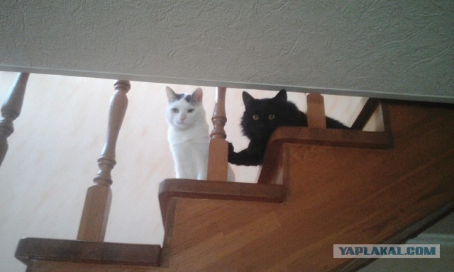 Даешь котовторник!