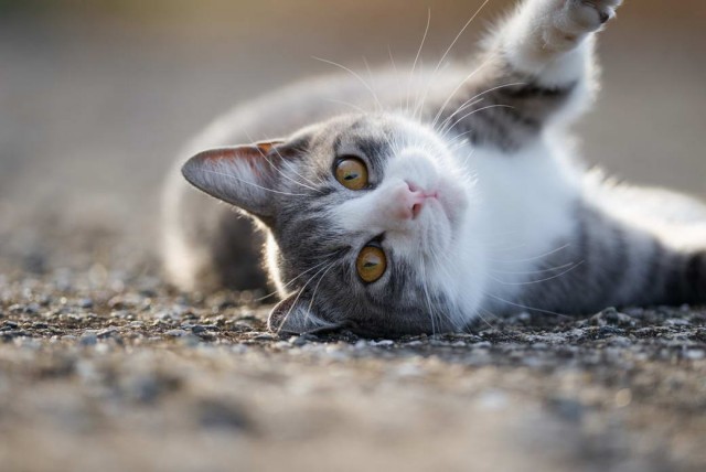 Разные котики