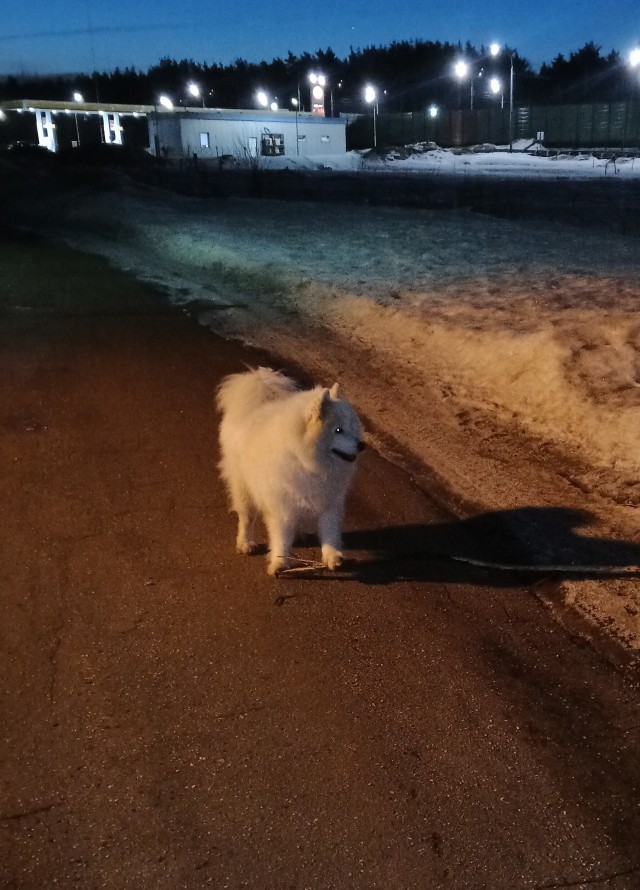 Собачий четверг же