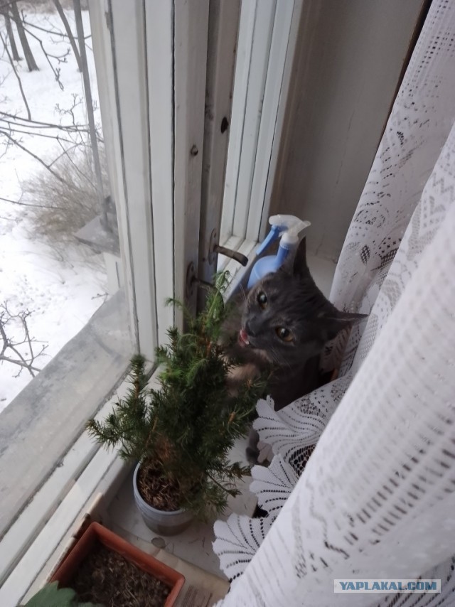 Котовторник вроде.