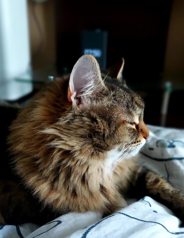 Котовторник