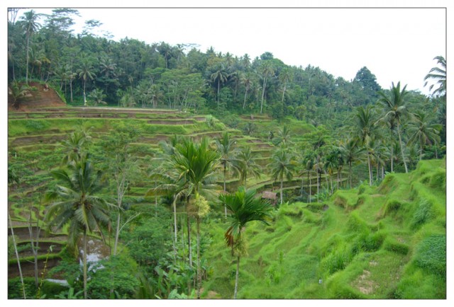 Мы на о. Бали / Индонезия.