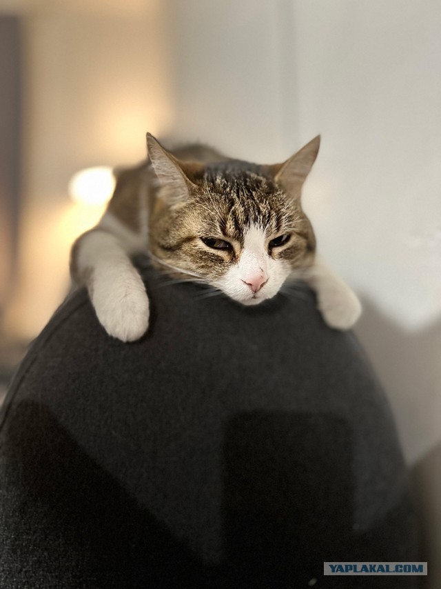 Котовторнику посвящается!