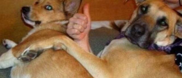 Ну раз сегодня коточетверг