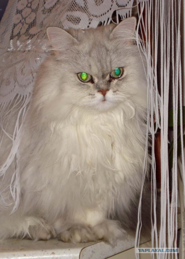Котовторник 09.04.2013