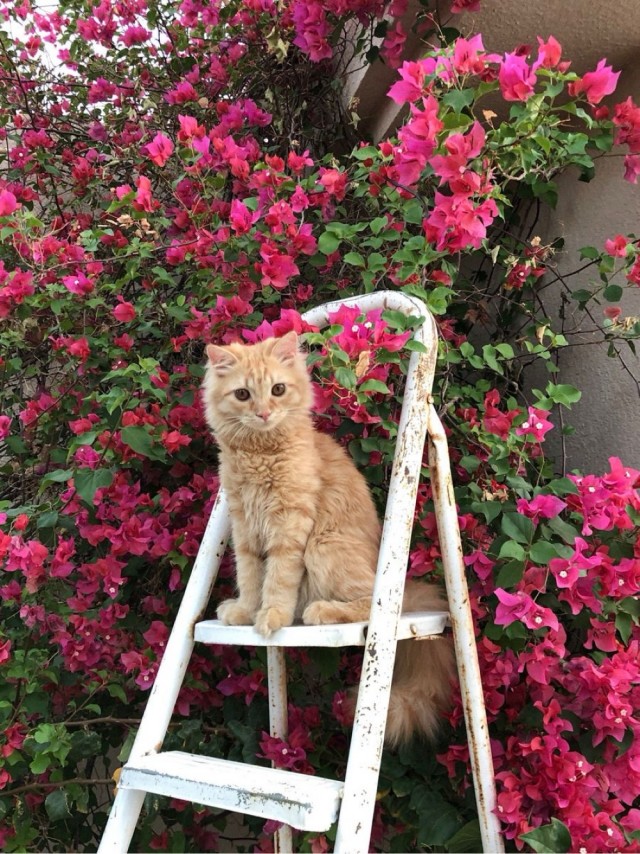 Коты деревенской породы