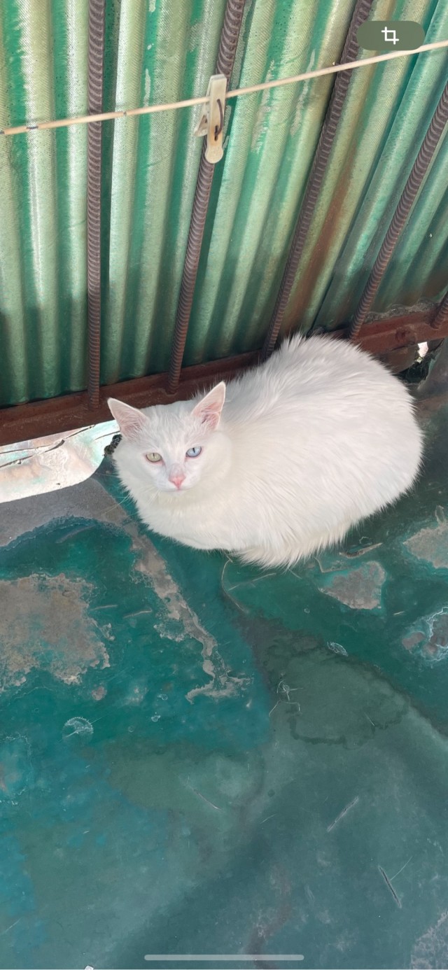 Котовторник!