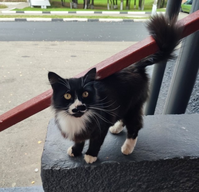 Котовторник