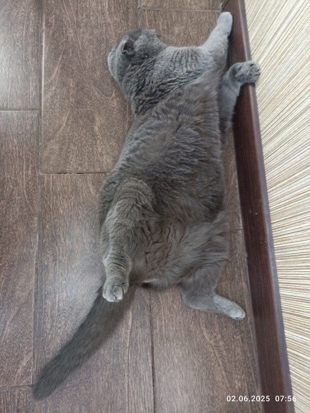 Котовторник
