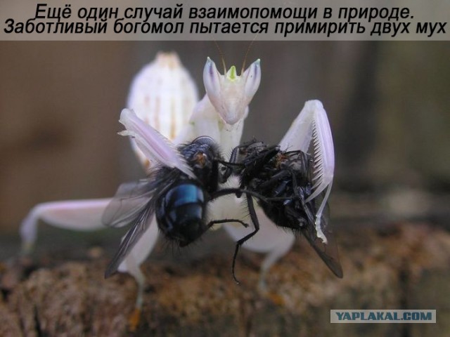 Пост добра