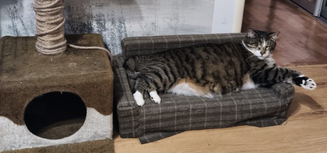 Котовторник