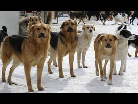 В Нерюнгринском районе собаки снова убили человека