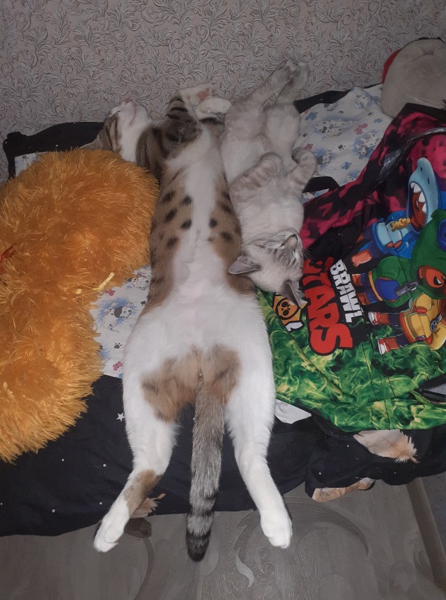 А как спит ваша котейка