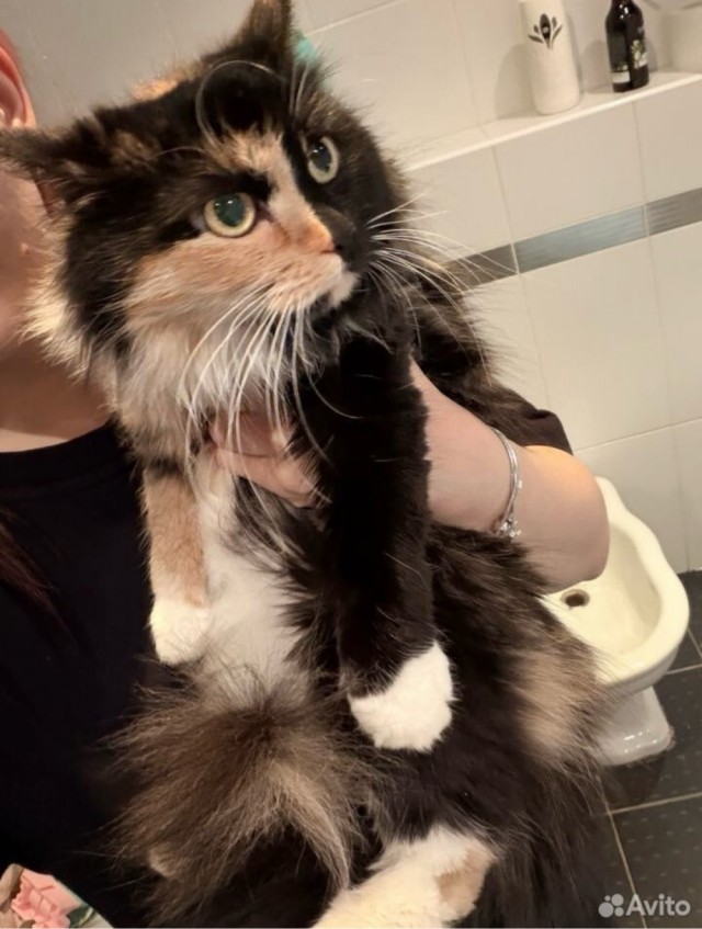 Подборка кошачьих, которые стали никому не нужны
