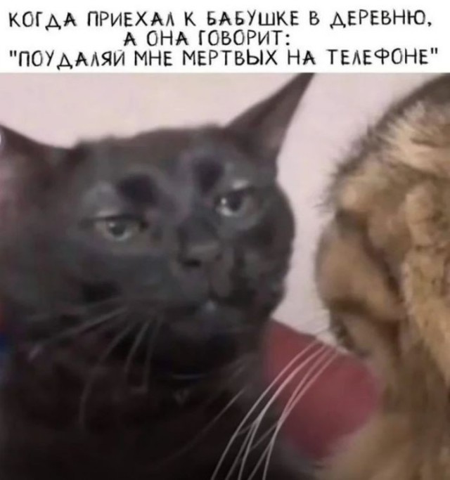 Веселые картинки в понедельник (01.06)