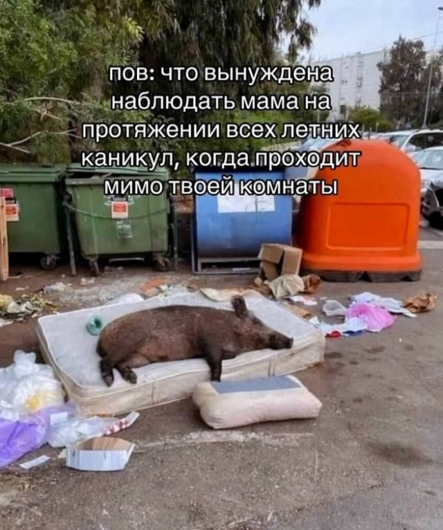 Картинки для деградации 223 (разной степени свежести)