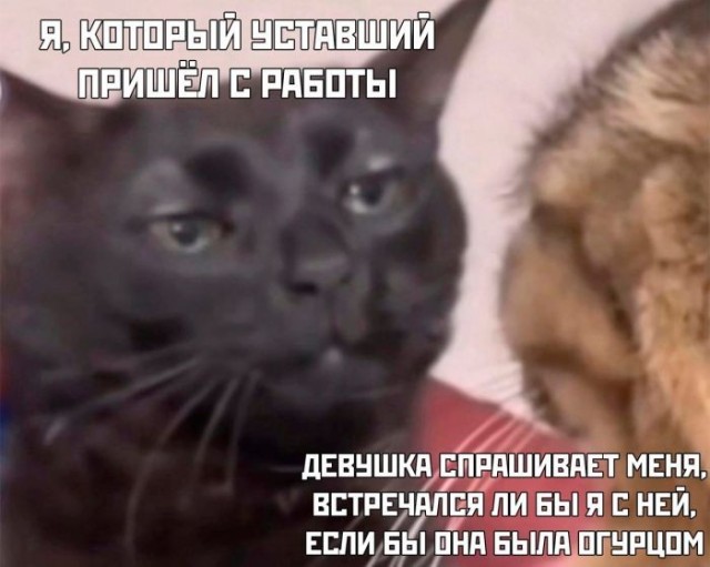 Картинки для деградации 233 (разной степени свежести)