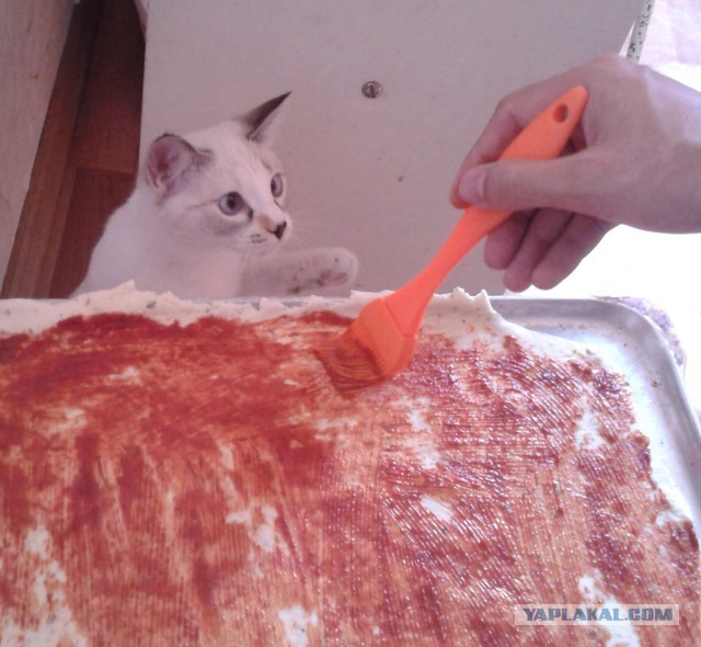 Котовторник  08.07.2014
