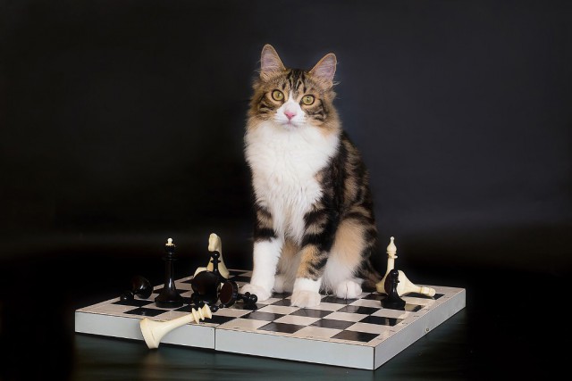 Котовторник 23.09.2014.
