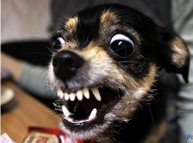 МИД Польши: перенести праздник Победы из Москва