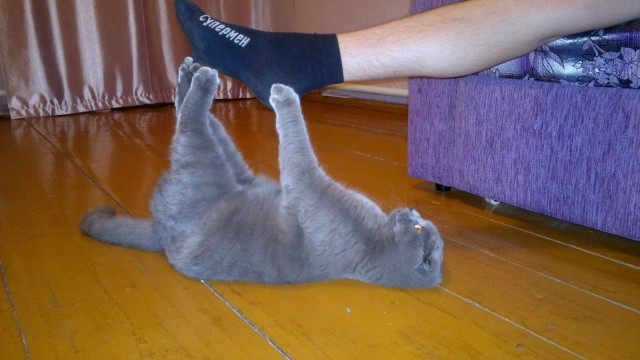 Котовторник