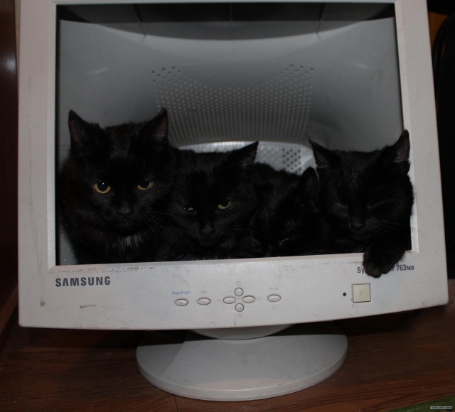 Новая жизнь старого монитора