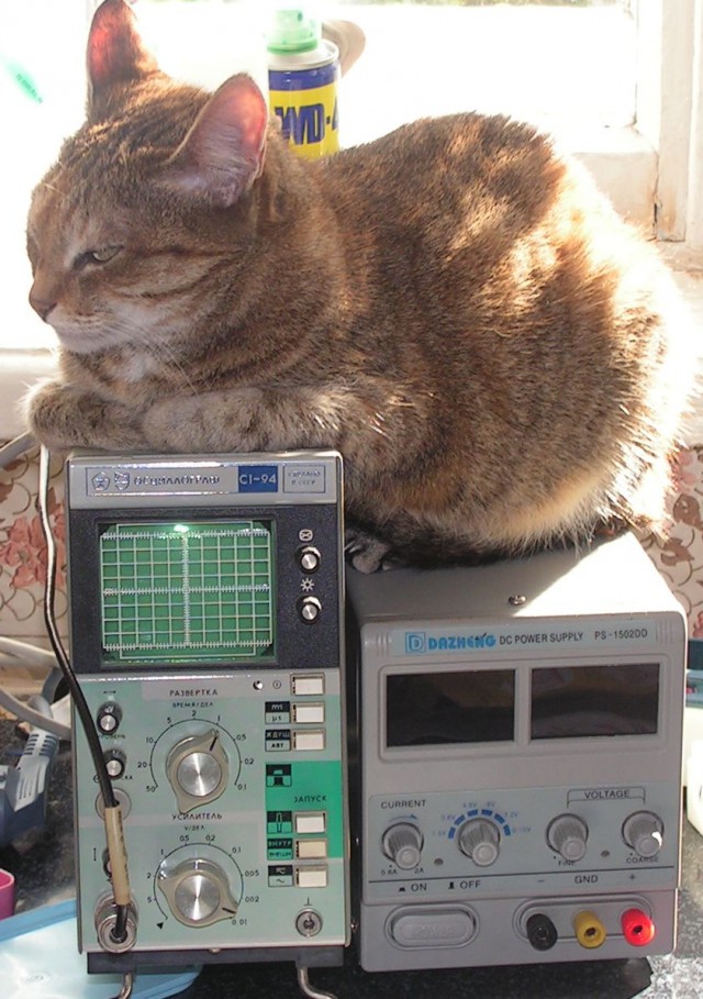 Котовторник 04.08.2015