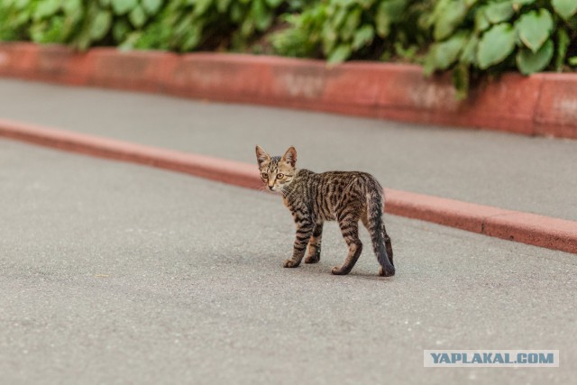 Котовторник 18.08.2015