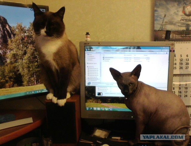 Котовторник 16.02.16