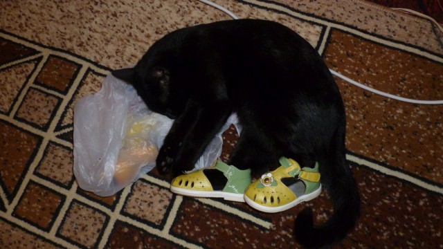 Кошка, которая спит не там (котовторнику посвящается)