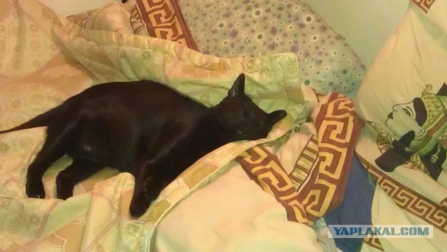 Покажи свою киску?