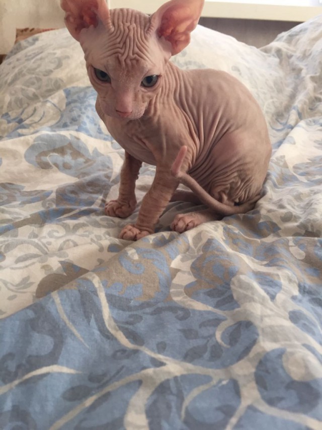 Коты и Кошки