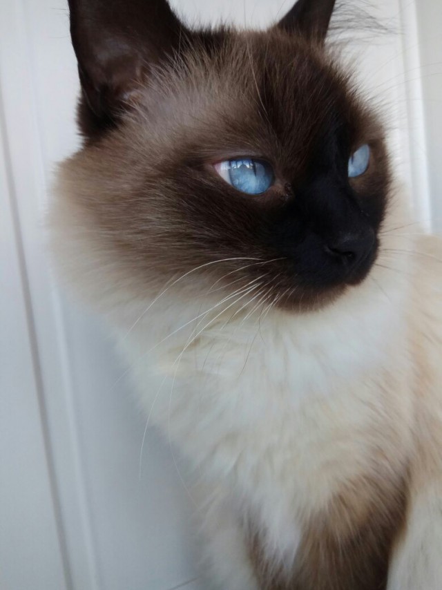Коты и Кошки