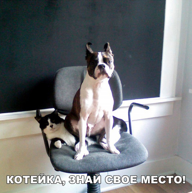 Подборка забавных животных