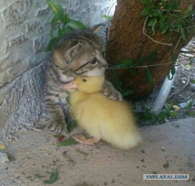 Коты и Кошки
