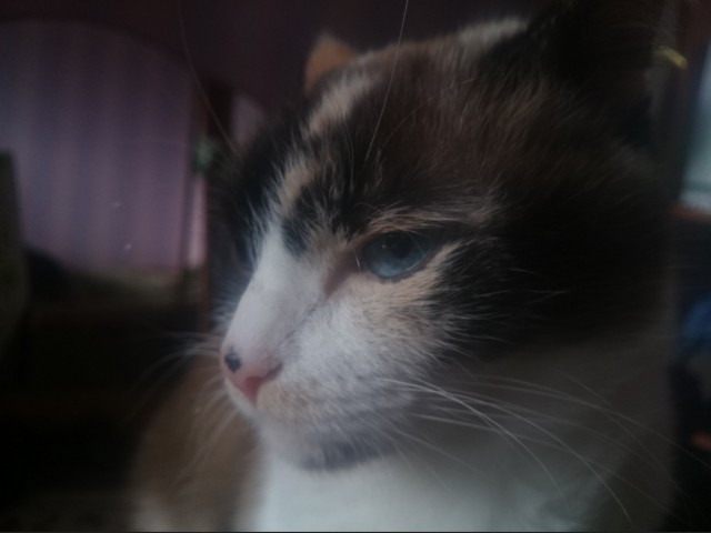 Коты и Кошки