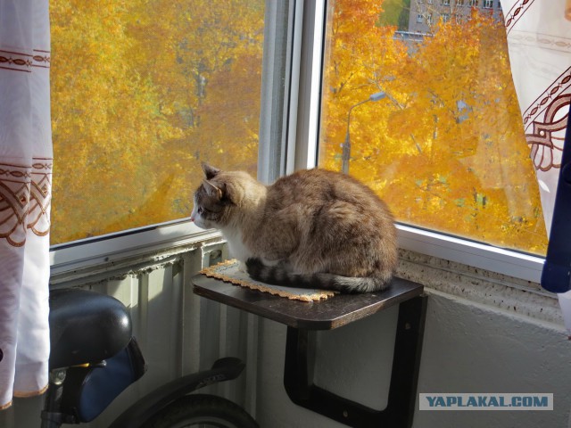 Котовторник 31.10.2017