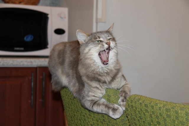 Коты и Кошки