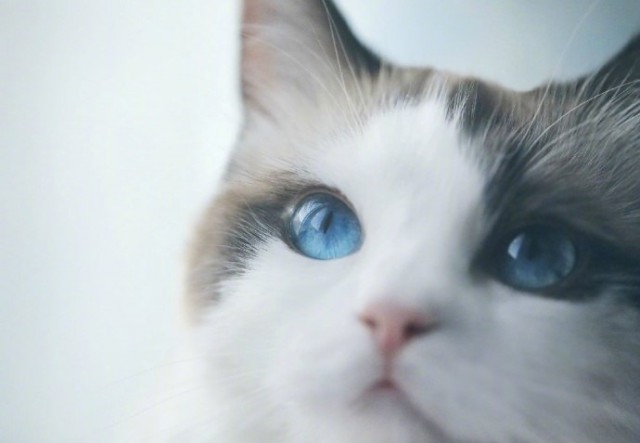 Коты и Кошки